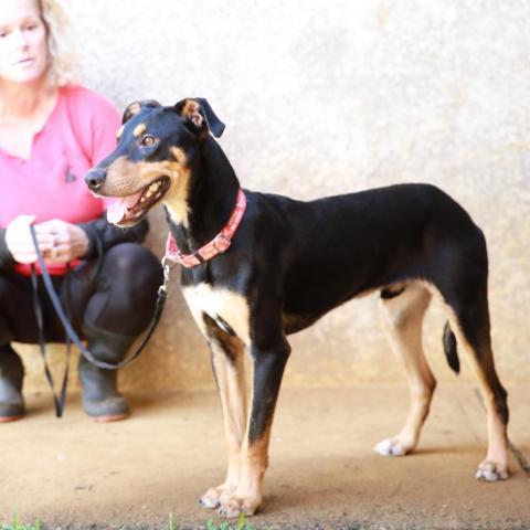 Rambo, an adoptable Hound, Rottweiler in Lihue, HI, 96766 | Photo Image 2