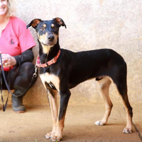 Rambo, an adoptable Hound, Rottweiler in Lihue, HI, 96766 | Photo Image 3