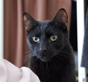 This gorgeous House Panther was born in May of 2011 in the attic of a home in Sherman Oaks CA