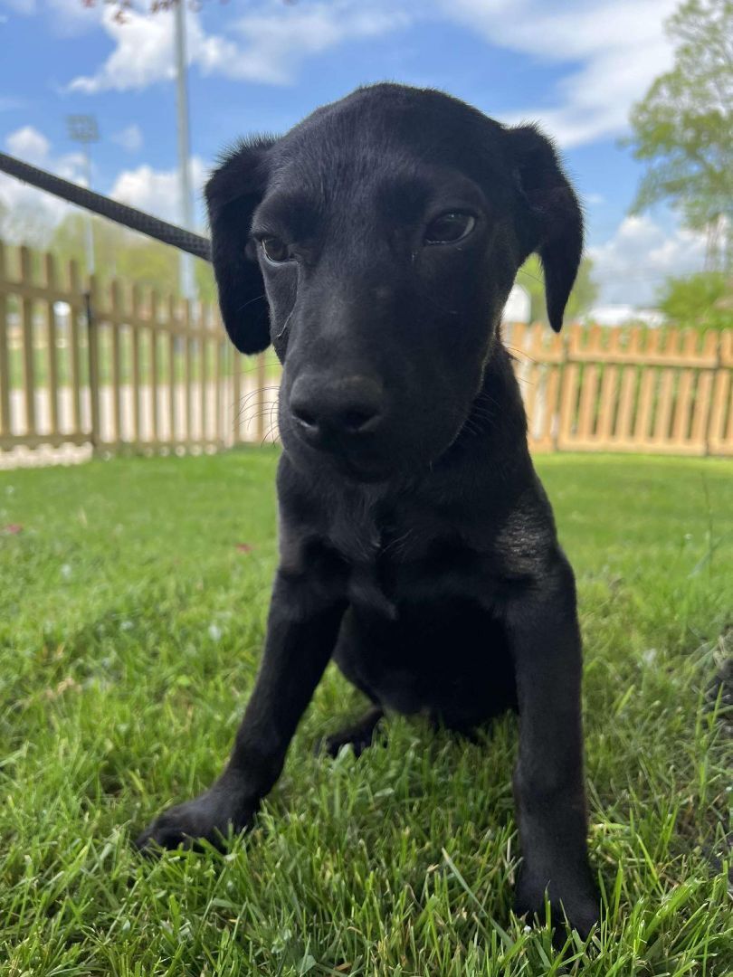 Raya, an adoptable Black Labrador Retriever, Labrador Retriever in Cumberland, RI, 02864 | Photo Image 2