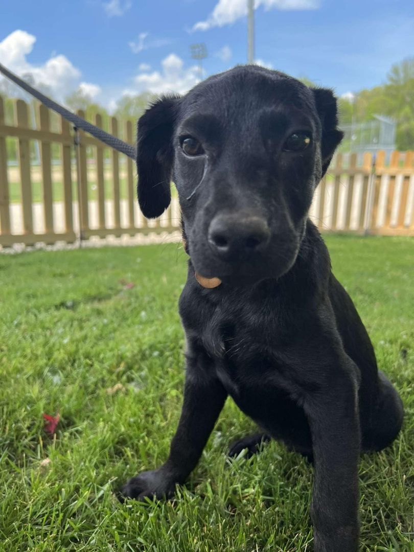 Raya, an adoptable Black Labrador Retriever, Labrador Retriever in Cumberland, RI, 02864 | Photo Image 4