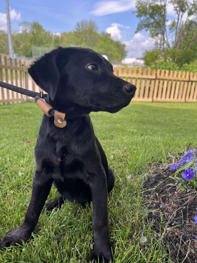 Raya, an adoptable Black Labrador Retriever, Labrador Retriever in Cumberland, RI, 02864 | Photo Image 6