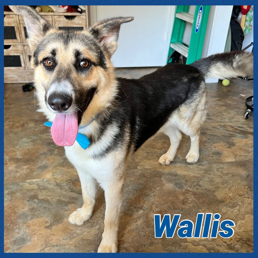 Wallis, an adoptable German Shepherd Dog in Bolivar, TN, 38008 | Photo Image 5