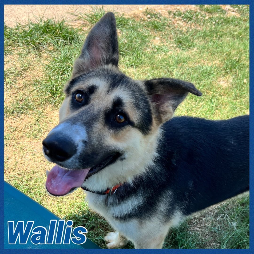 Wallis, an adoptable German Shepherd Dog in Bolivar, TN, 38008 | Photo Image 6