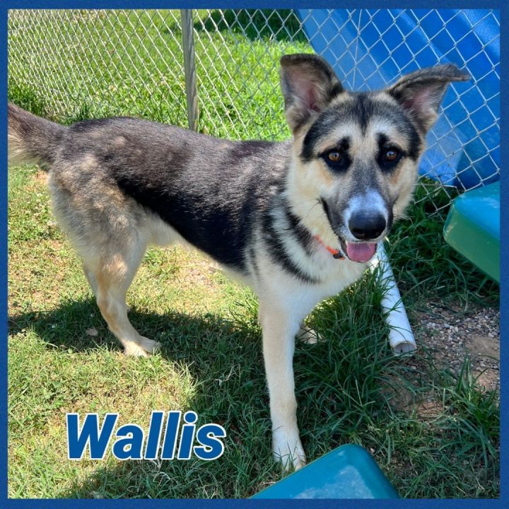 Wallis, an adoptable German Shepherd Dog Mix in Bolivar, TN_image-6