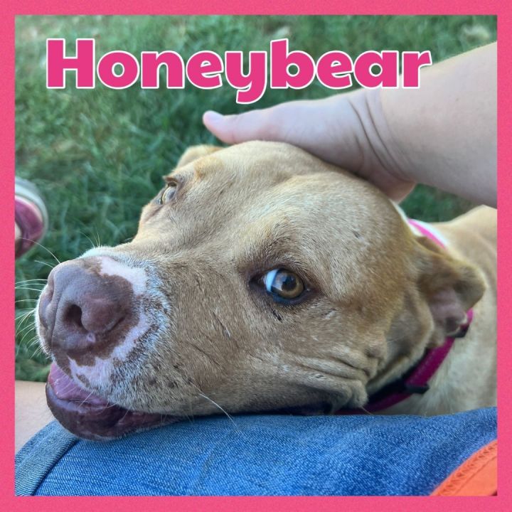 Honeybear, an adoptable Terrier in Bolivar, TN_image-2