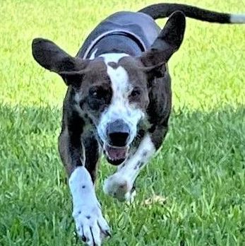 Mocha, an adoptable Hound & Bluetick Coonhound Mix in Bradenton, FL_image-4