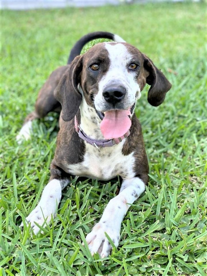 Mocha, an adoptable Hound & Bluetick Coonhound Mix in Bradenton, FL_image-6