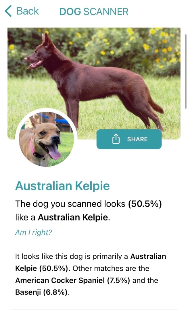 Kaia, an adopted Australian Kelpie & Cocker Spaniel Mix in Dallas, TX_image-5