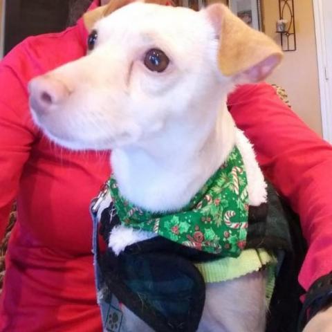 Luna, an adoptable Terrier & Chihuahua Mix in San Antonio, TX_image-2