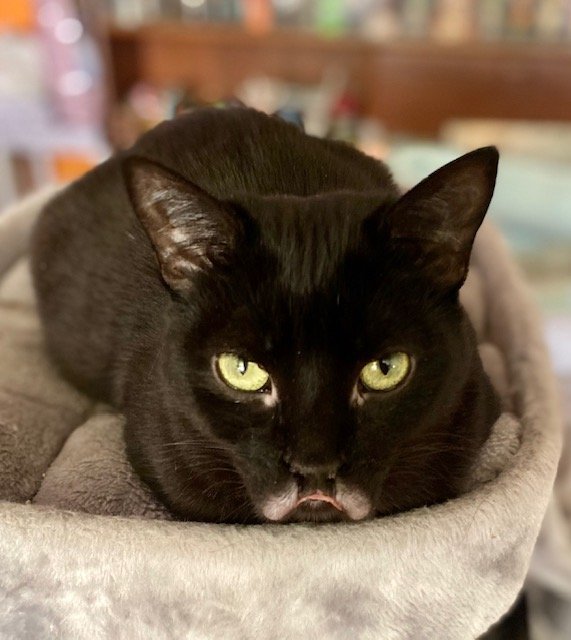 Lippy (Courtesy Post)