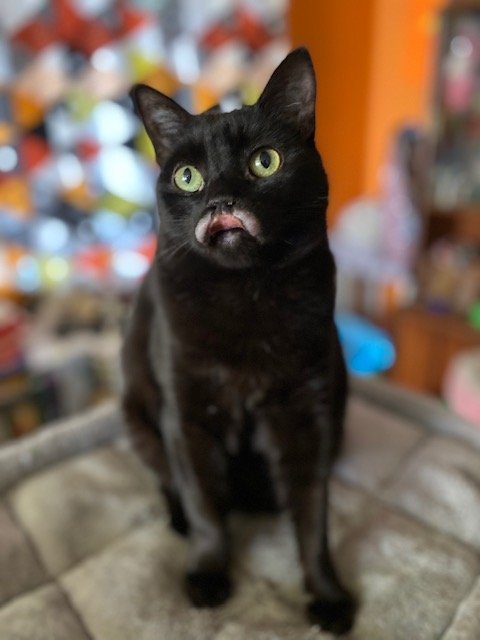 Lippy (Courtesy Post), an adoptable Domestic Short Hair Mix in San Jose, CA_image-2