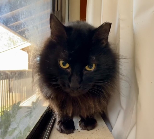 Sadie (Courtesy Post)