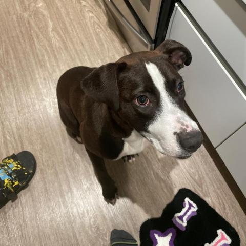 Alexa, an adoptable Labrador Retriever & Boxer Mix in San Diego, CA_image-5