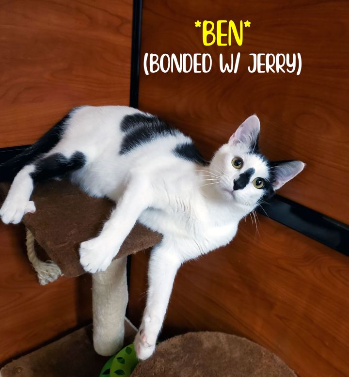 Ben (Bonded w/Jerry), an adoptable Domestic Short Hair in Centerville, UT_image-1