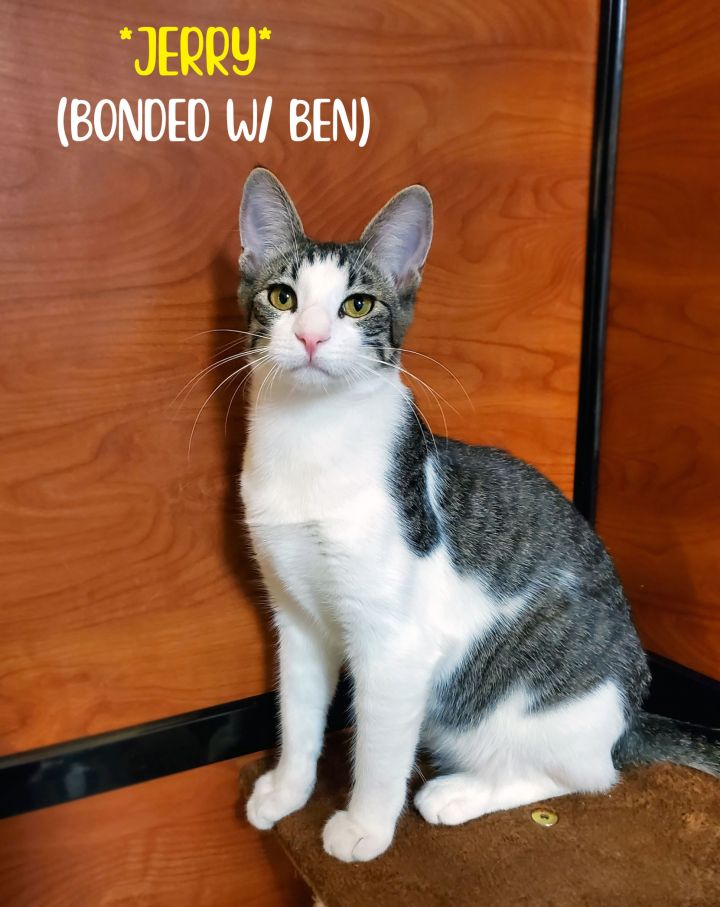 Ben (Bonded w/Jerry), an adoptable Domestic Short Hair in Centerville, UT_image-4