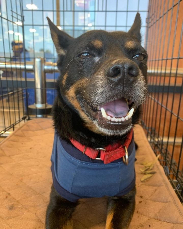Tito, an adoptable Terrier Mix in Seguin, TX_image-3
