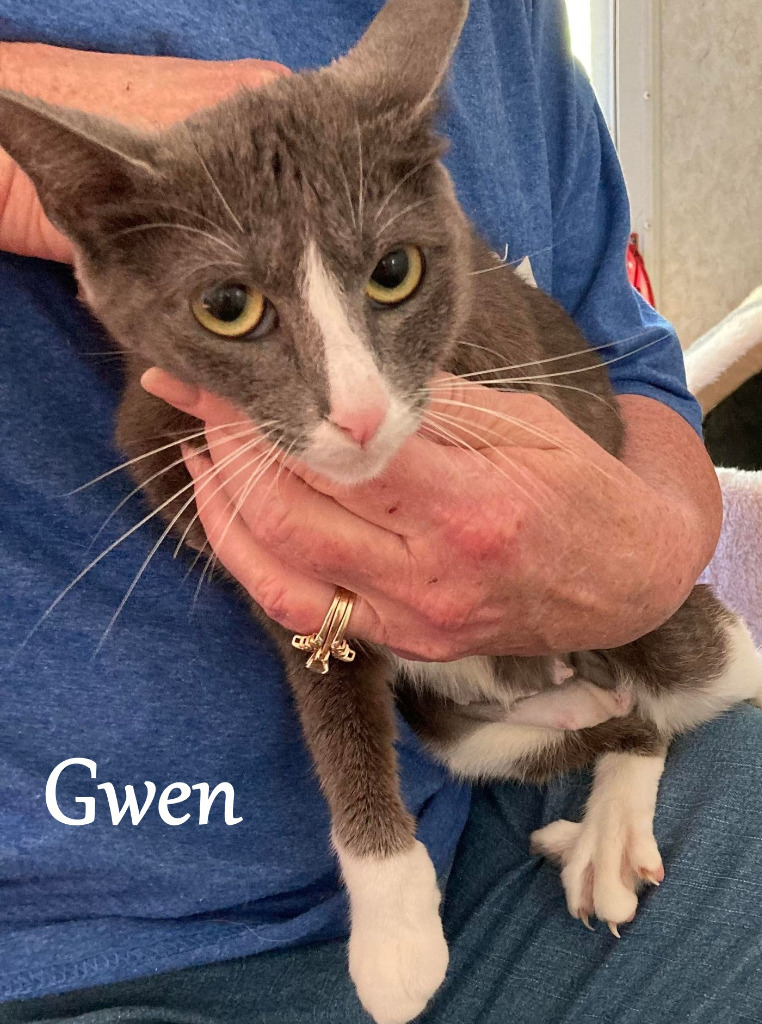 Gwen, an adoptable Domestic Short Hair in Hoover , AL, 35226 | Photo Image 2