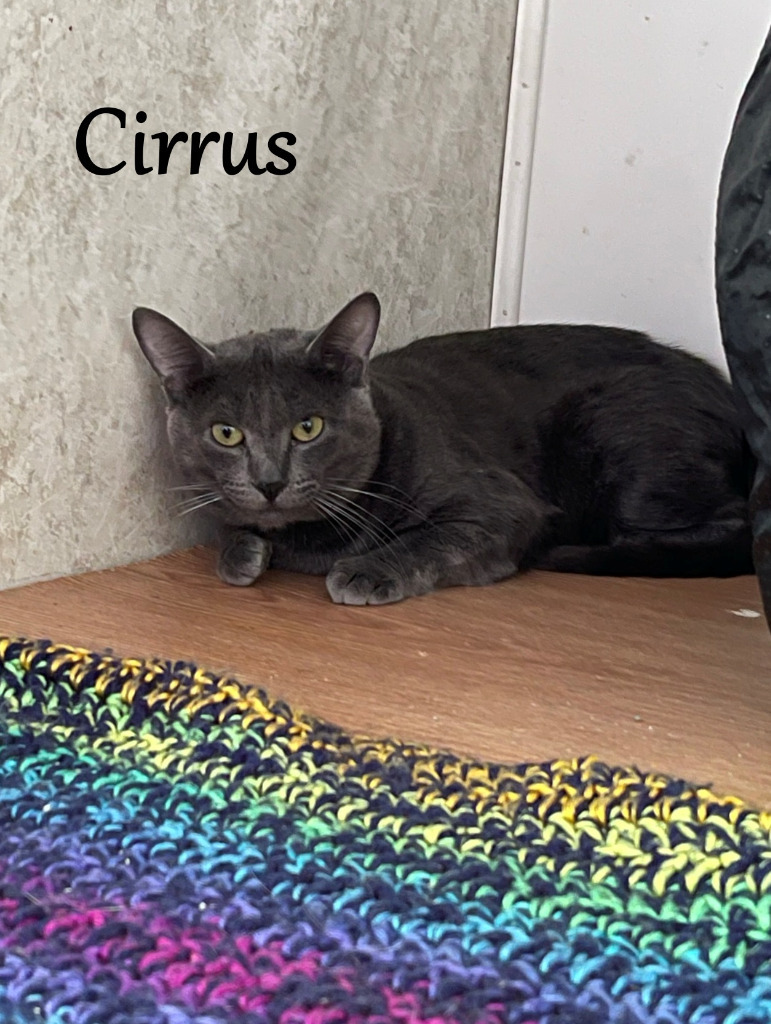 Cirrus, an adoptable Domestic Short Hair in Hoover , AL, 35226 | Photo Image 1