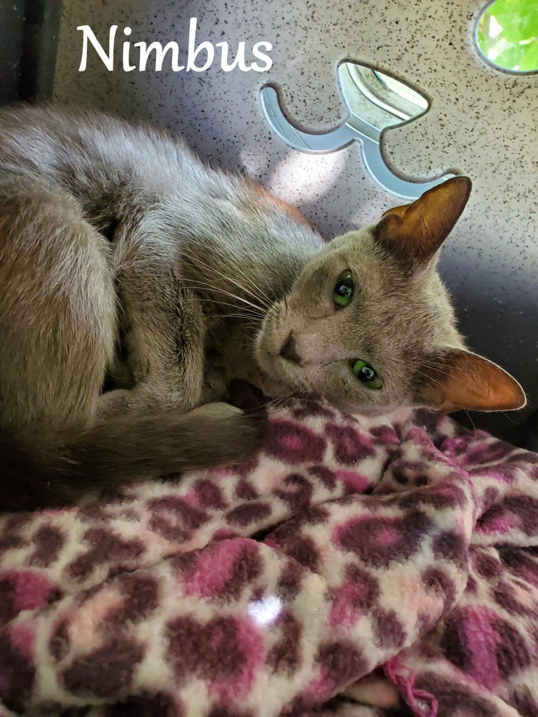 Nimbus, an adoptable Domestic Short Hair in Hoover , AL, 35226 | Photo Image 1