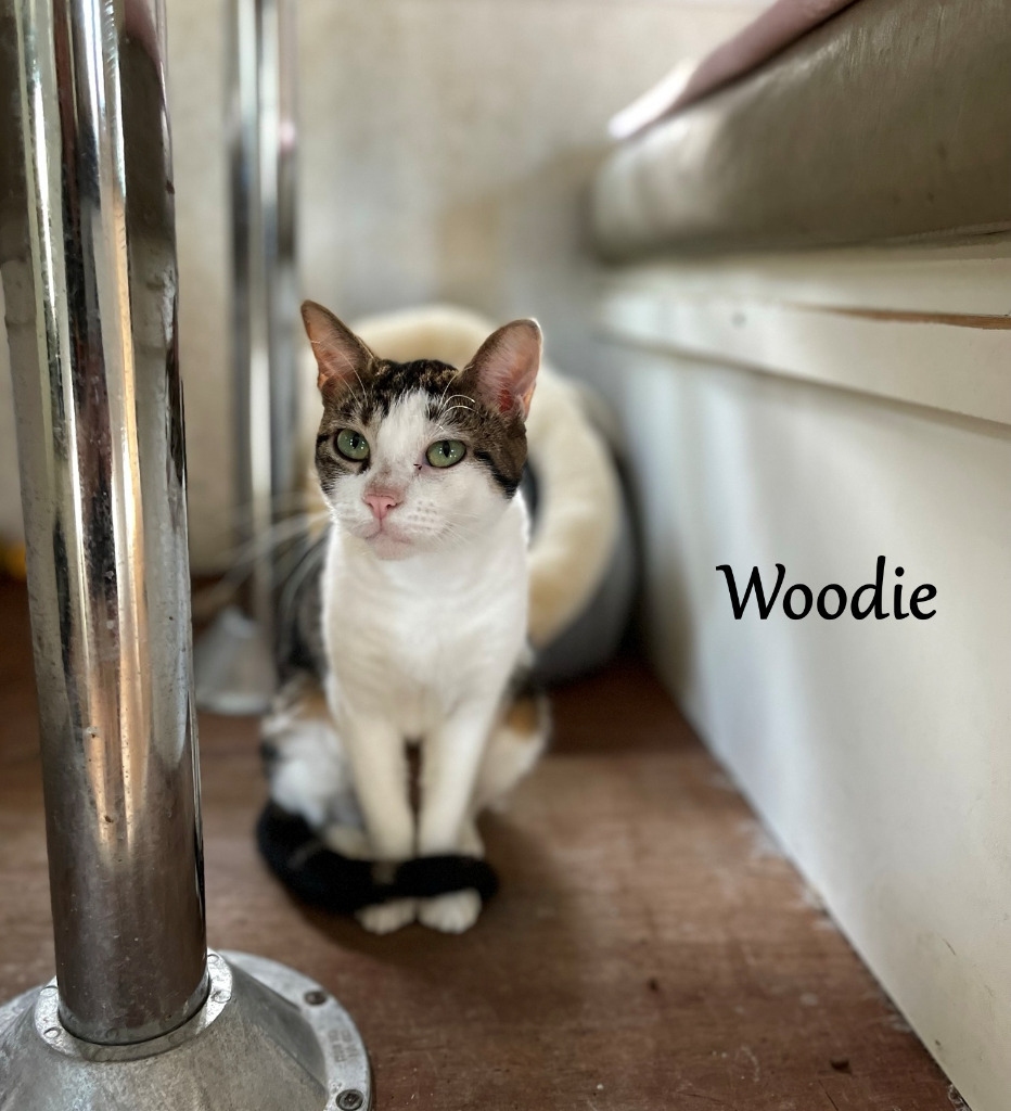 Woodie, an adoptable Domestic Short Hair in Hoover , AL, 35226 | Photo Image 1