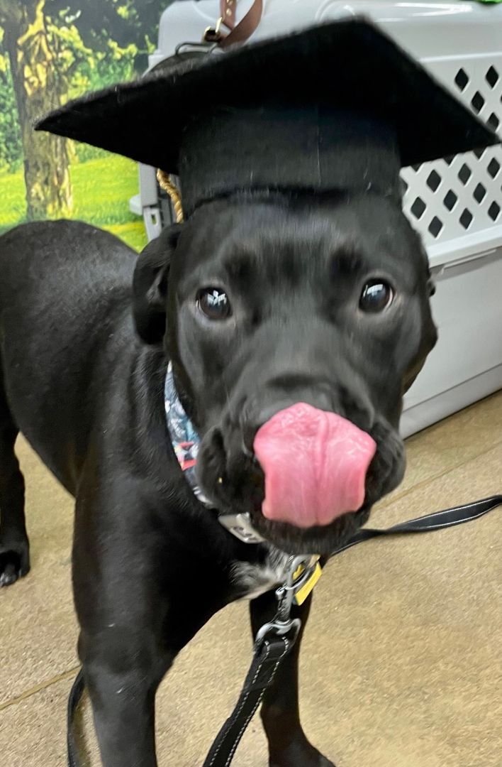 Sophie, an adoptable Boxer, Black Labrador Retriever in Olympia, WA, 98513 | Photo Image 3