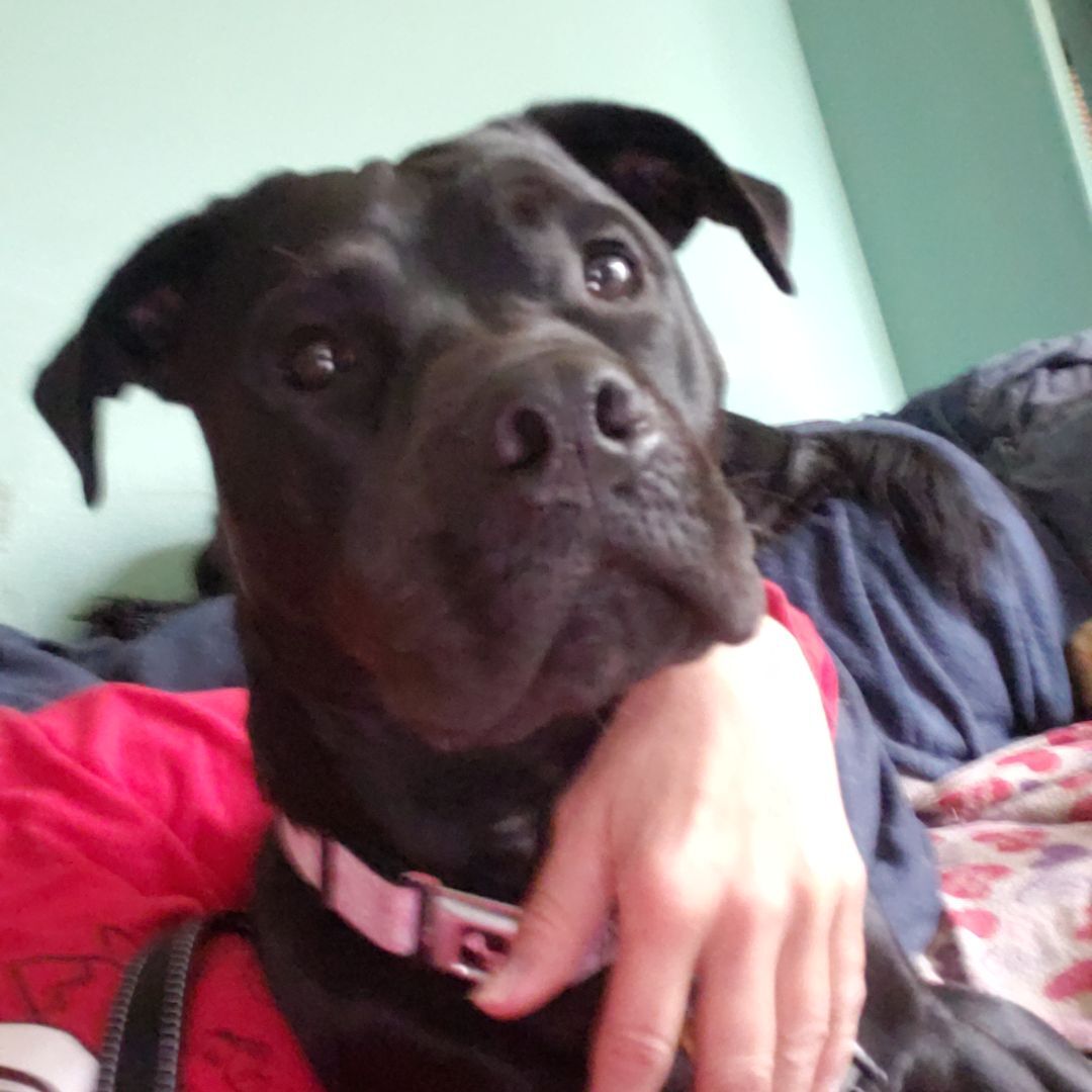 Sophie, an adoptable Boxer, Black Labrador Retriever in Olympia, WA, 98513 | Photo Image 4