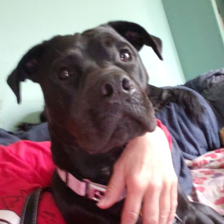 Sophie, an adoptable Boxer & Black Labrador Retriever Mix in Olympia, WA_image-4