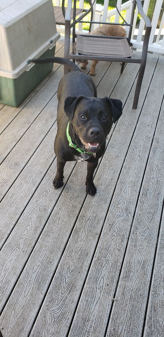 Sophie, an adoptable Boxer, Black Labrador Retriever in Olympia, WA, 98513 | Photo Image 5