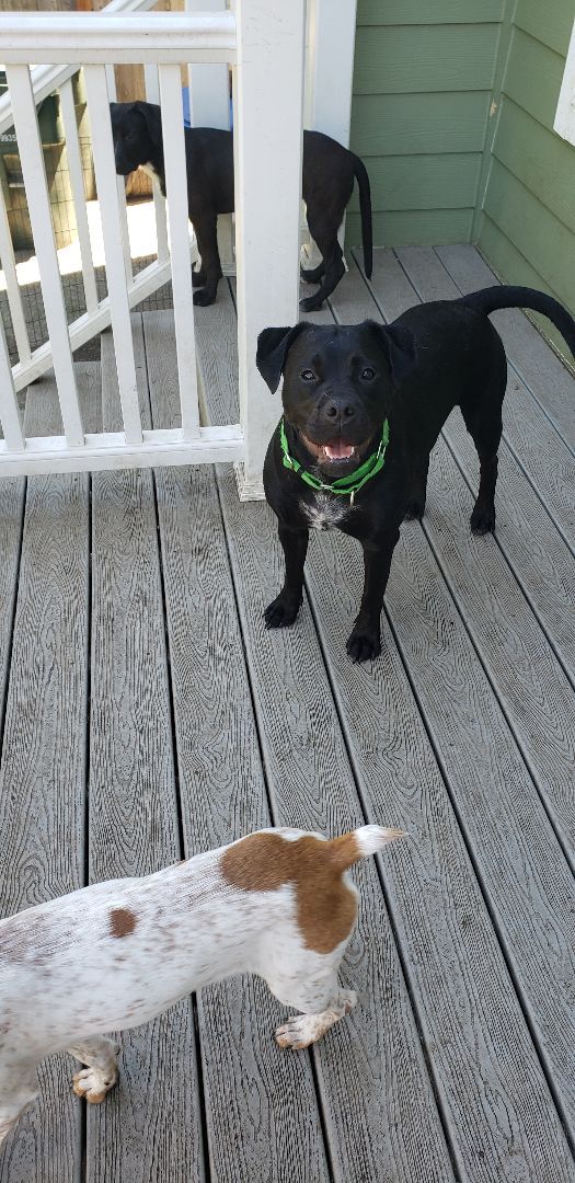 Sophie, an adoptable Boxer, Black Labrador Retriever in Olympia, WA, 98513 | Photo Image 6
