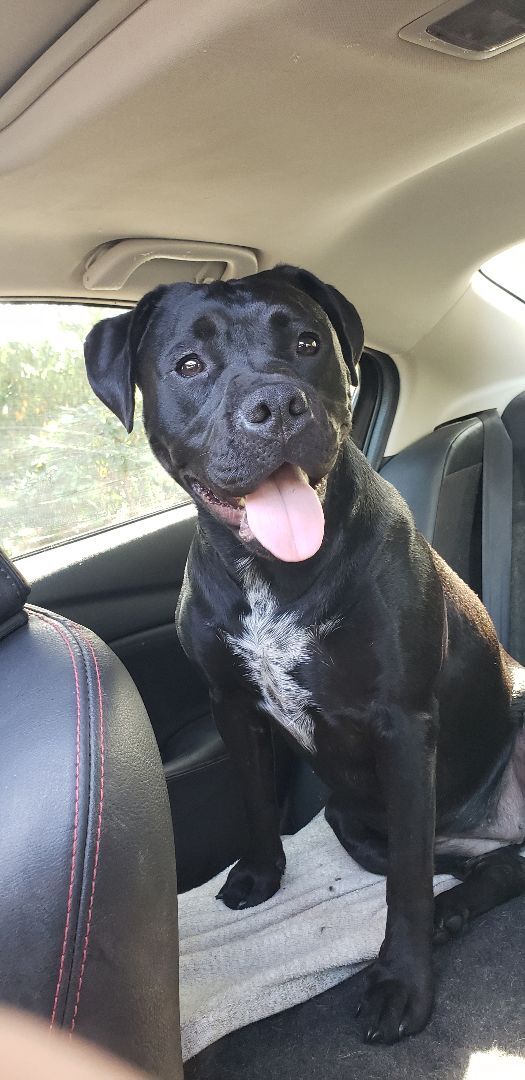 Sophie, an adoptable Boxer, Black Labrador Retriever in Olympia, WA, 98513 | Photo Image 1