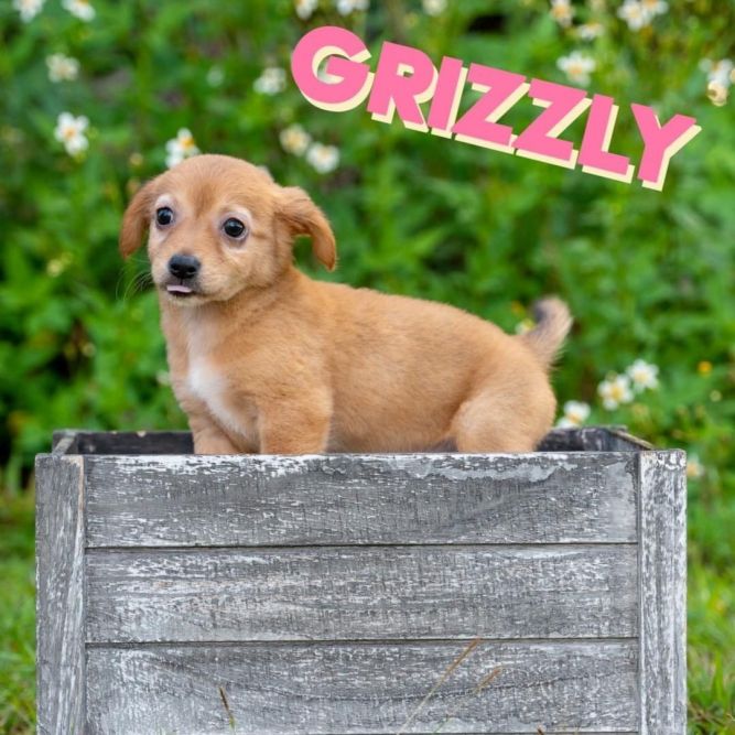 Grizzly Guam Boonie Pup 