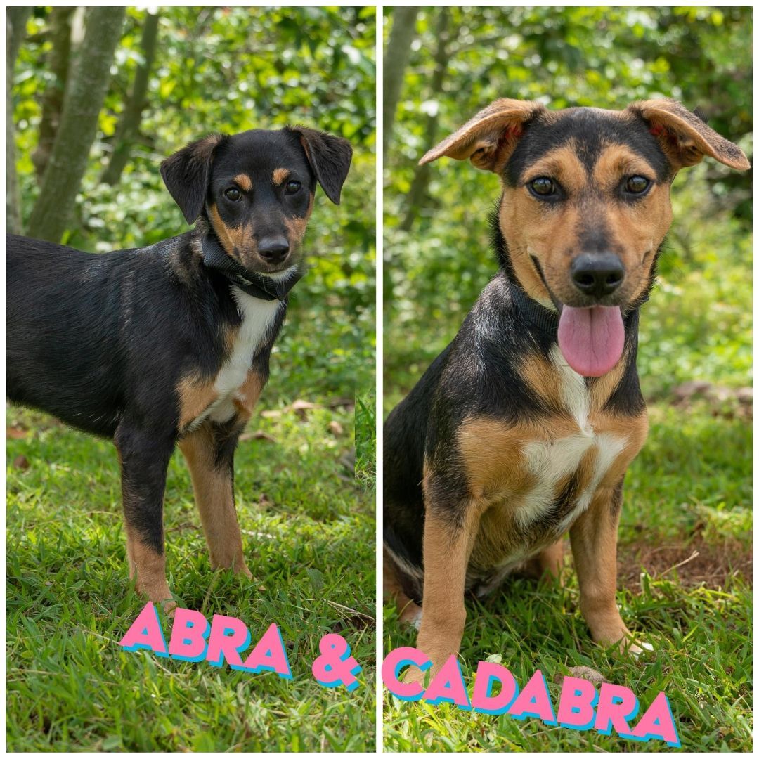Abra And Cadabra Guam Boonies detail page