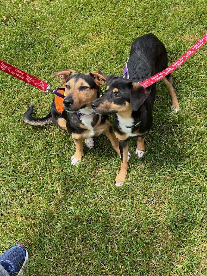 Abra and Cadabra Guam Boonies, an adoptable Shepherd & Dachshund Mix in New York, NY_image-3