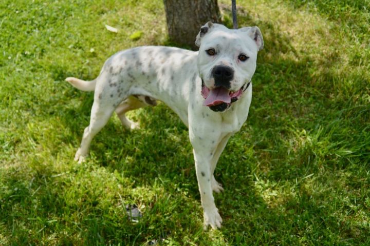 EENIE MEENIE (Neutered!) 6