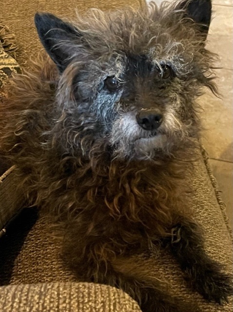 Milton, an adoptable Terrier Mix in Oklahoma City, OK_image-1