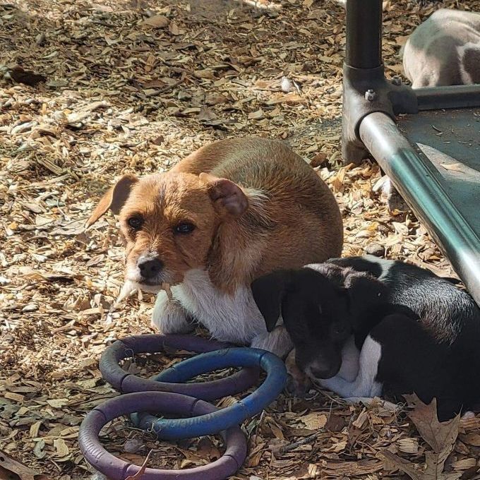 Bella, an adoptable Jack Russell Terrier in Waynesville, GA, 31566 | Photo Image 1