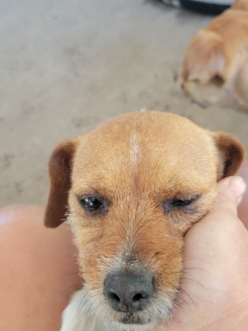 Bella, an adoptable Jack Russell Terrier in Waynesville, GA, 31566 | Photo Image 4