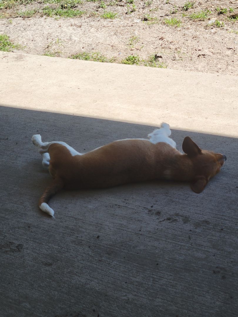 Bella, an adoptable Jack Russell Terrier in Waynesville, GA, 31566 | Photo Image 5