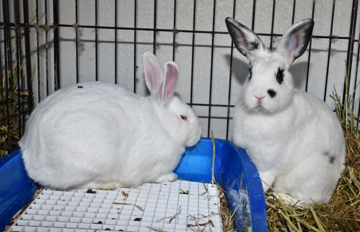 Against , an adoptable Bunny Rabbit Mix in East Syracuse, NY_image-1