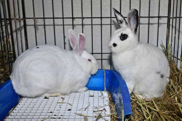 Against , an adoptable Bunny Rabbit Mix in East Syracuse, NY_image-4