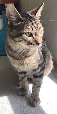 Montana, an adoptable Domestic Short Hair in Pottsville, PA_image-1