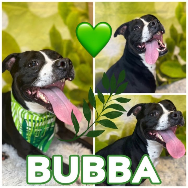 BUBBA (SAMMY), an adoptable Pit Bull Terrier & Boxer Mix in Wintersville, OH_image-1