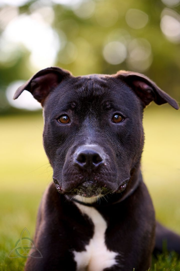 Keenan, an adoptable Pit Bull Terrier Mix in Harrisburg, PA_image-1