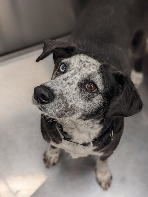 Ruth, an adoptable Australian Cattle Dog / Blue Heeler Mix in Knoxville, TN_image-6