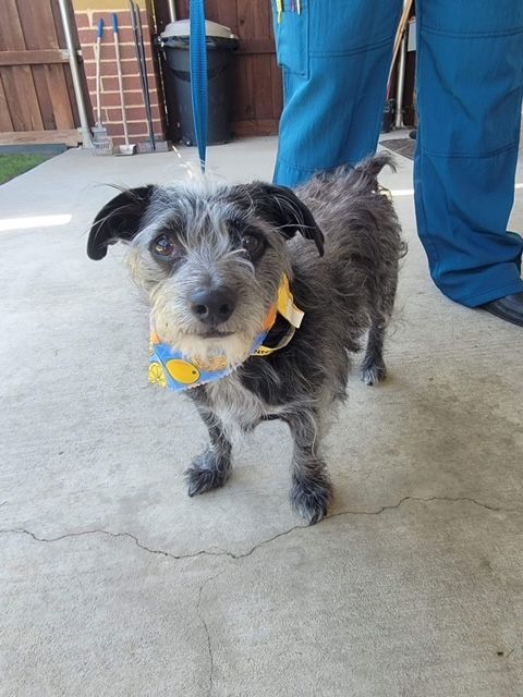 Flash  , an adopted Schnauzer & Terrier Mix in Little Elm, TX_image-2