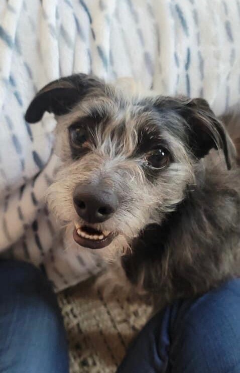 Flash  , an adopted Schnauzer & Terrier Mix in Little Elm, TX_image-1