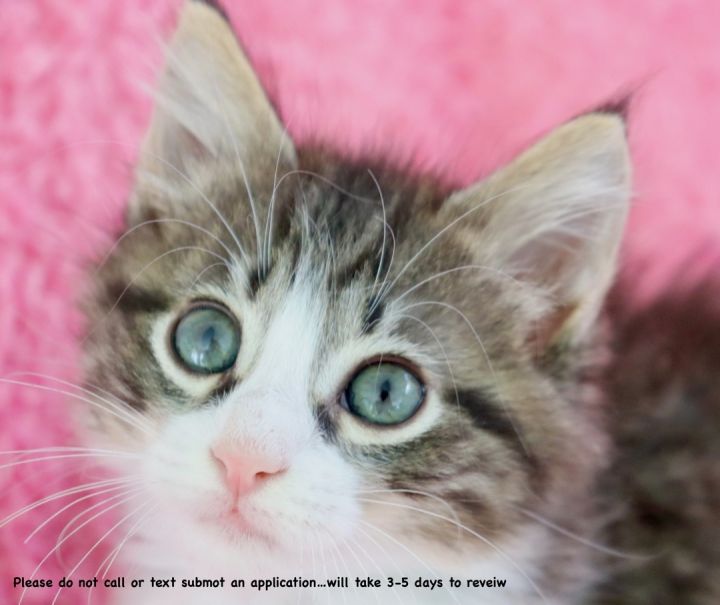 Stunning Sage, an adopted Maine Coon & Domestic Long Hair Mix in Saint Augustine, FL_image-4