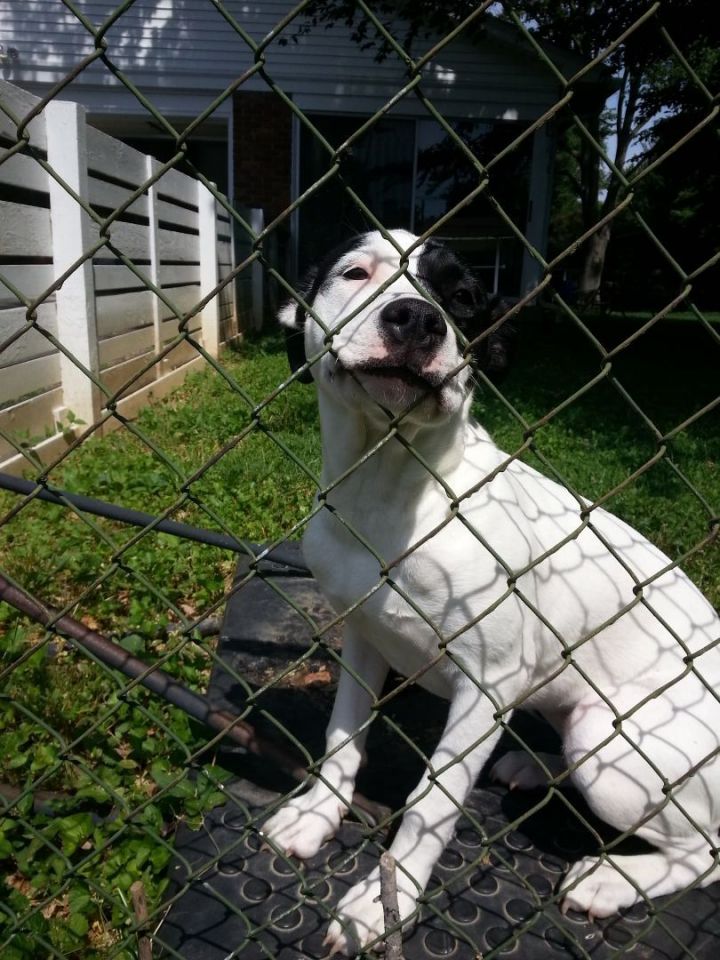 Cruella, an adoptable Labrador Retriever & Pit Bull Terrier Mix in Louisville, KY_image-2
