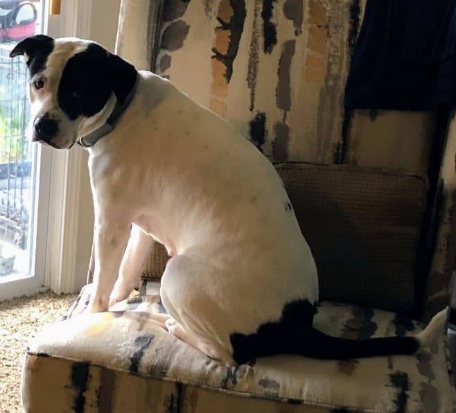 Cruella, an adoptable Labrador Retriever & Pit Bull Terrier Mix in Louisville, KY_image-4